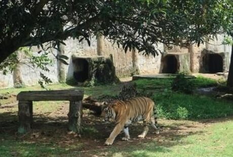 Klarifikasi Pengelola TMR: Kabar Harimau Ragunan Kurus Akibat Pencurian Pakan Tidak Benar