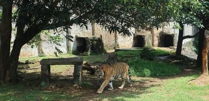 Klarifikasi Pengelola TMR: Kabar Harimau Ragunan Kurus Akibat Pencurian Pakan Tidak Benar